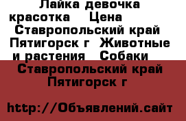 Лайка девочка красотка. › Цена ­ 9 000 - Ставропольский край, Пятигорск г. Животные и растения » Собаки   . Ставропольский край,Пятигорск г.